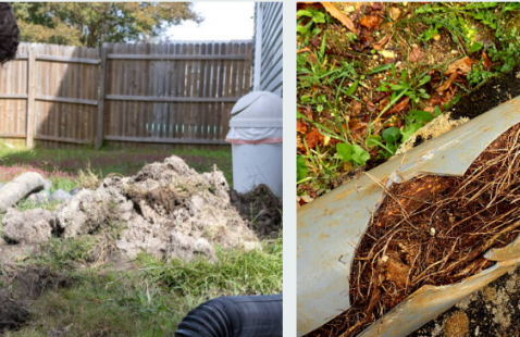 Tree Roots in Your Drain Pipes - What to Do Next